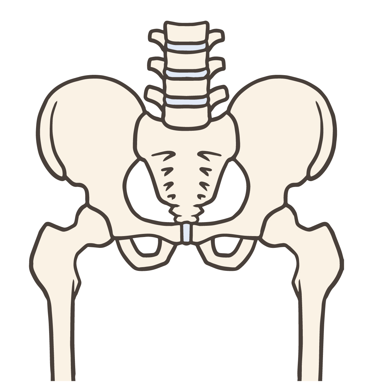 骨盤のイラスト